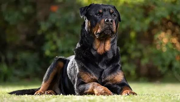 Rottweiler - Cão de guarda em São Vicente