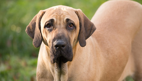 Fila Brasileiro - Cão de guarda em São Vicente