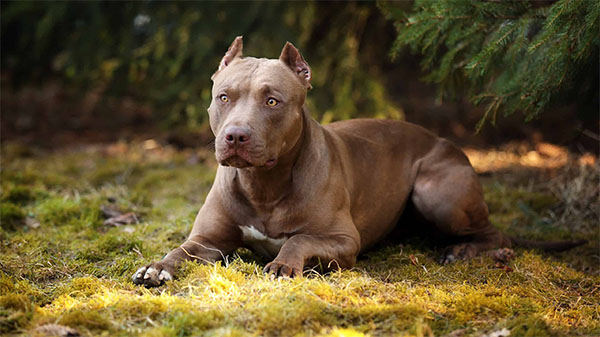 Pitbull - Cão de guarda em São Vicente - Canil Guimarães