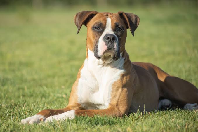 Boxer - Cão de guarda em São Vicente - Canil Guimarães