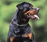 Cães para adestramentos em São Vicente
